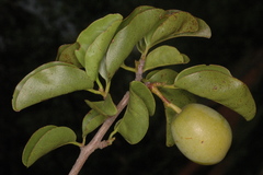Ximenia americana